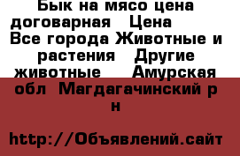 Бык на мясо цена договарная › Цена ­ 300 - Все города Животные и растения » Другие животные   . Амурская обл.,Магдагачинский р-н